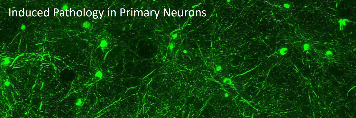 induced pathology in primary neurons image